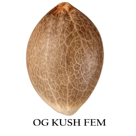 Semilla a granel de OG Kush Feminizada.