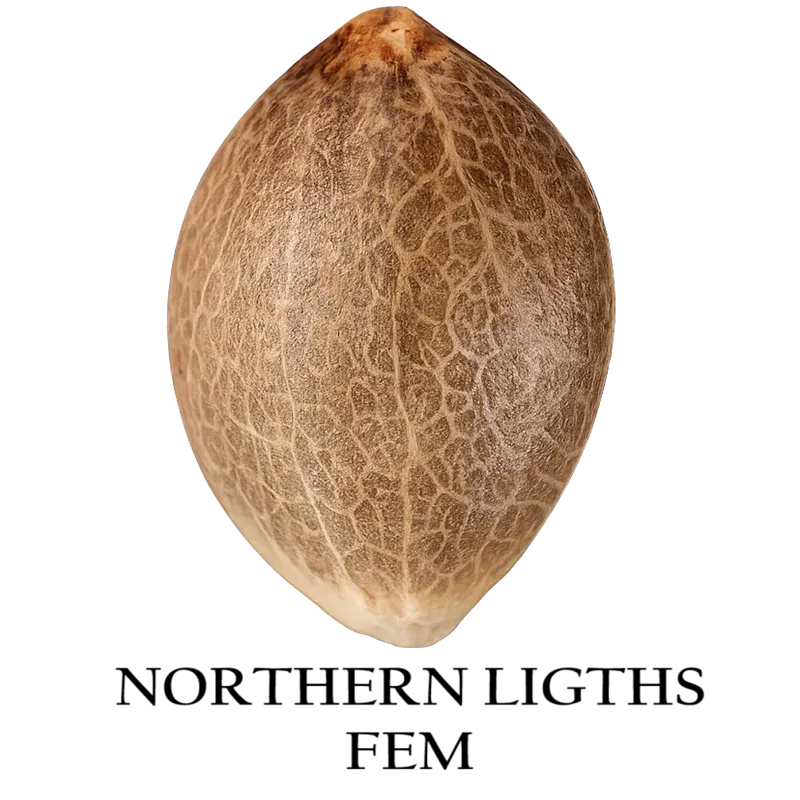 Northern Lights Northern Lights