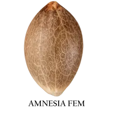 Semilla a granel de Amnesia Feminizada.