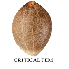Semilla granel de Critical Feminizada.