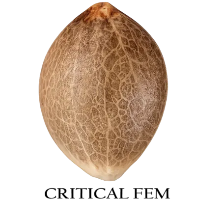 Semilla granel de Critical Feminizada.