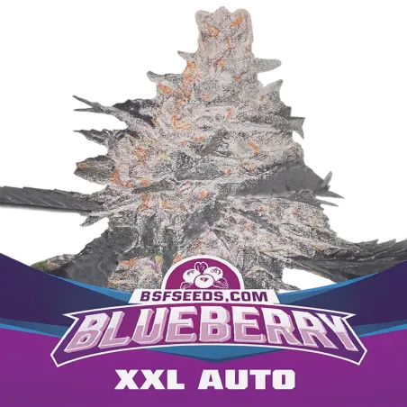 Cogollo Blueberry XXL Auto de BSF Seeds.