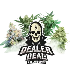 Cogollos de Dealer Deal XXL Automix de BSF Seeds.