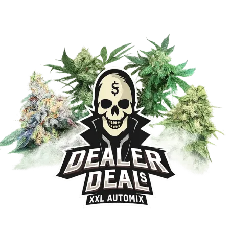 Cogollos de Dealer Deal XXL Automix de BSF Seeds.