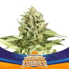 Cogollo de la Double Cookies Auto de BSF Seeds.