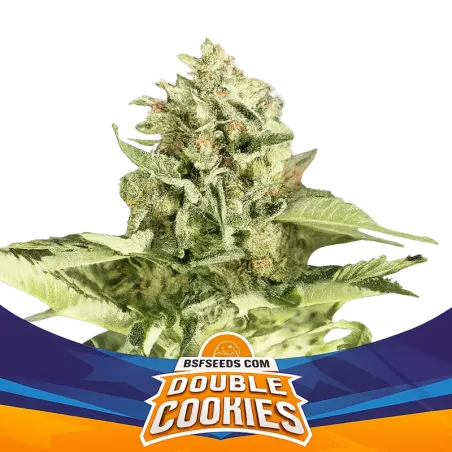 Cogollo de la Double Cookies Auto de BSF Seeds.