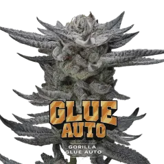 Cogollo de Gorilla Glue Auto de BSF Seeds.
