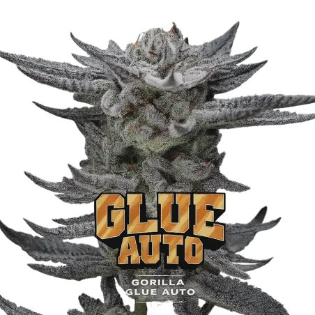 Cogollo de Gorilla Glue Auto de BSF Seeds.