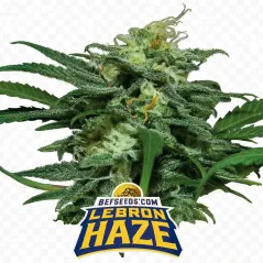 Cogollo de Lebron Haze XXL Auto de BSF Seeds.