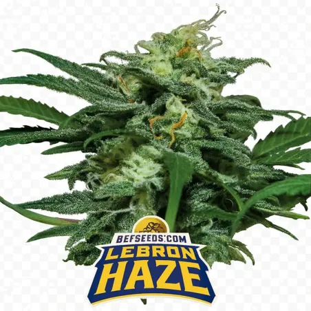 Cogollo de Lebron Haze XXL Auto de BSF Seeds.