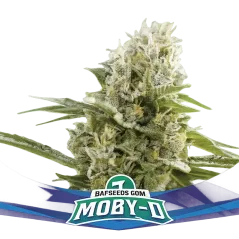 Cogollo de Moby D XXL Auto de BSF Seeds.