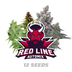Cogollos de Red Line Automix de BSF Seeds.