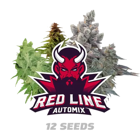 Cogollos de Red Line Automix de BSF Seeds.