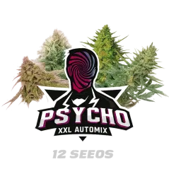 Cogollos de Psycho XXL Automix de BSF Seeds.