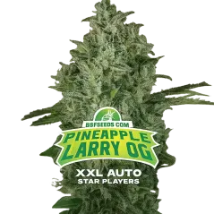 Cogollo de Pineapple Larry OG XXL Auto de BSF Seeds