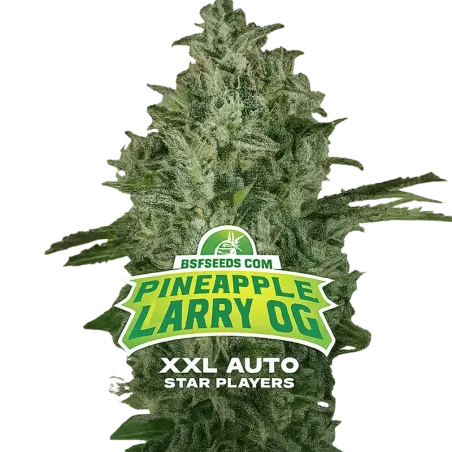 Cogollo de Pineapple Larry OG XXL Auto de BSF Seeds