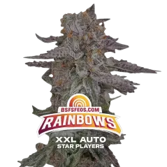 Cogollo de Rainbows XXL Autode BSF Seeds.