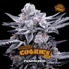 Cogollo central de Double Cookies BSF