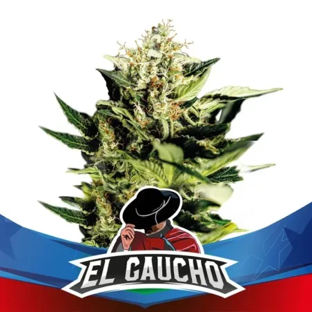 Portada imagen el Gaucho de BSF Seeds