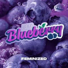 Portada de Blueberry Feminizada de BSF Seeds
