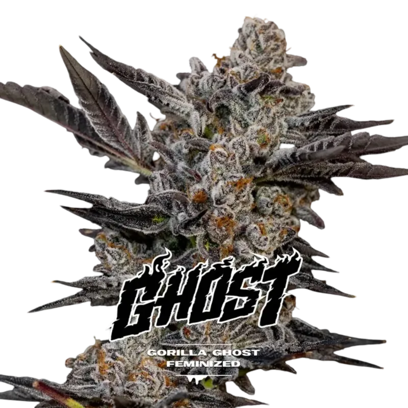 Gorilla Ghost