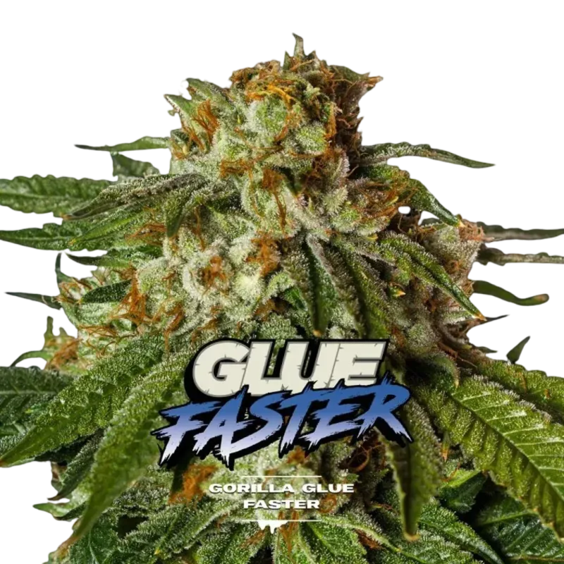 Gorilla Glue Faster
