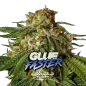 Gorilla Glue Faster