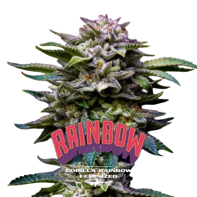 Gorilla Rainbow