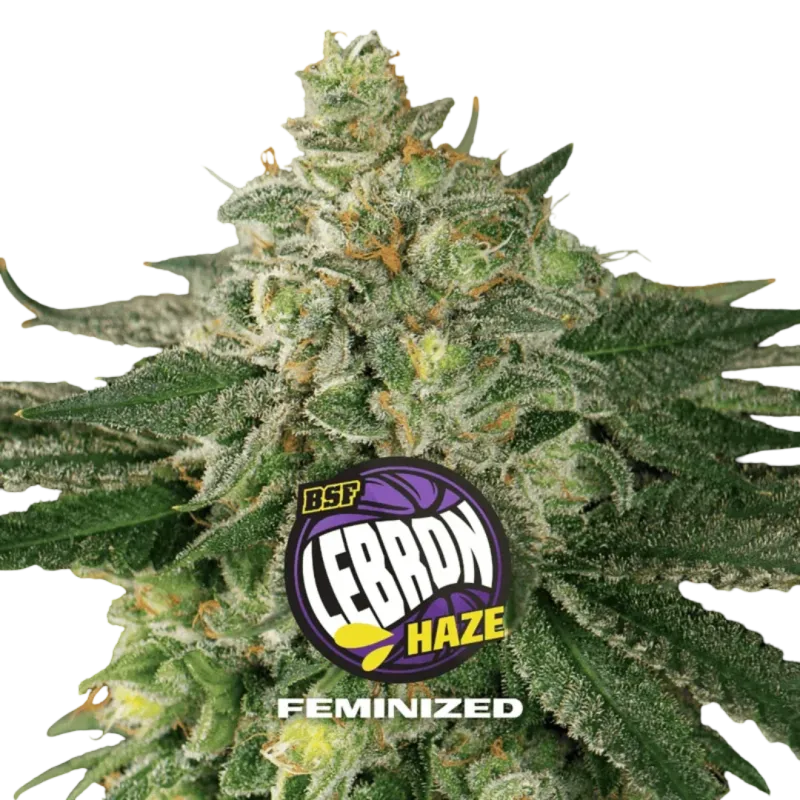 Lebron Haze