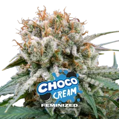 Cogollo Central de Choco Cream Feminizada de BSF Seeds