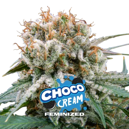 Cogollo Central de Choco Cream Feminizada de BSF Seeds