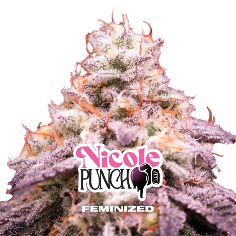 Nicole Punch