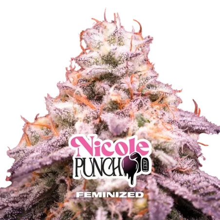 Cogollo Central de la Nicole Punch de BSF Seeds