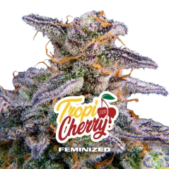 Cogollo Central de Tropi Cherry Feminizada de BSF Seeds
