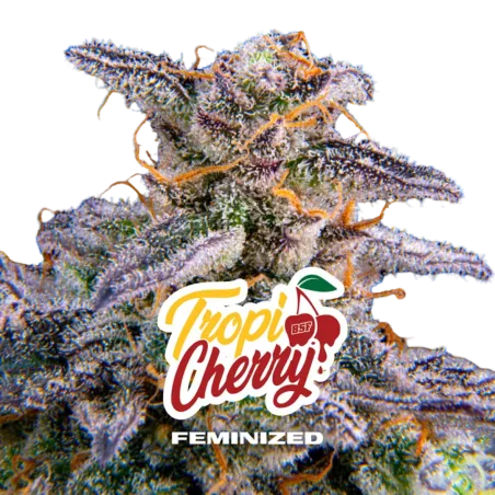 Cogollo Central de Tropi Cherry Feminizada de BSF Seeds