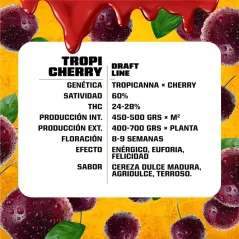Características de la Tropi Cherry Feminizada de BSF Seeds