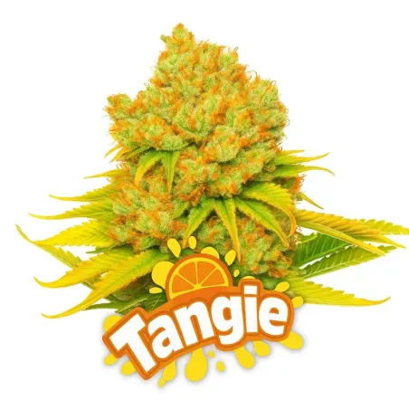 Cogollo Central de Tangie Feminizada de BSF Seeds