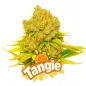 Tangie