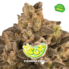 Cogollo Central de Super Lemon Haze de BSF Seeds