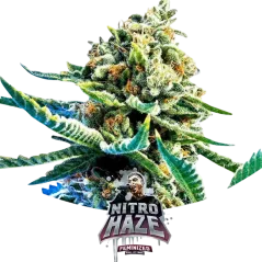 Cogollo Central de Nitro Haze de BSF Seeds