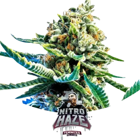 Cogollo Central de Nitro Haze de BSF Seeds