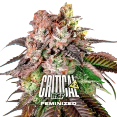 Cogollo Central de Critical +2 de BSF Seeds