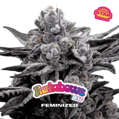 Cogollo Central de Rainbows de BSF Seeds