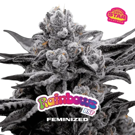 Cogollo Central de Rainbows de BSF Seeds