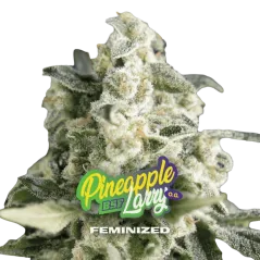 Cogollo Central de Pineapple Larry OG de BSF Seeds