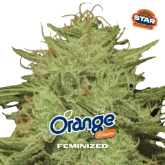 Cogollo Central de Orange Blossom de BSF Seeds