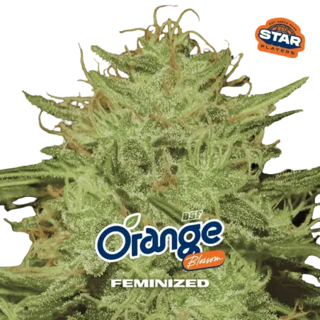 Cogollo Central de Orange Blossom de BSF Seeds