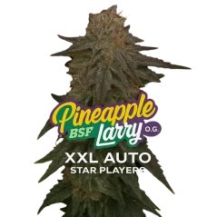 Cogollo Central de Pineapple Larry OG XXL Auto de BSF Seeds