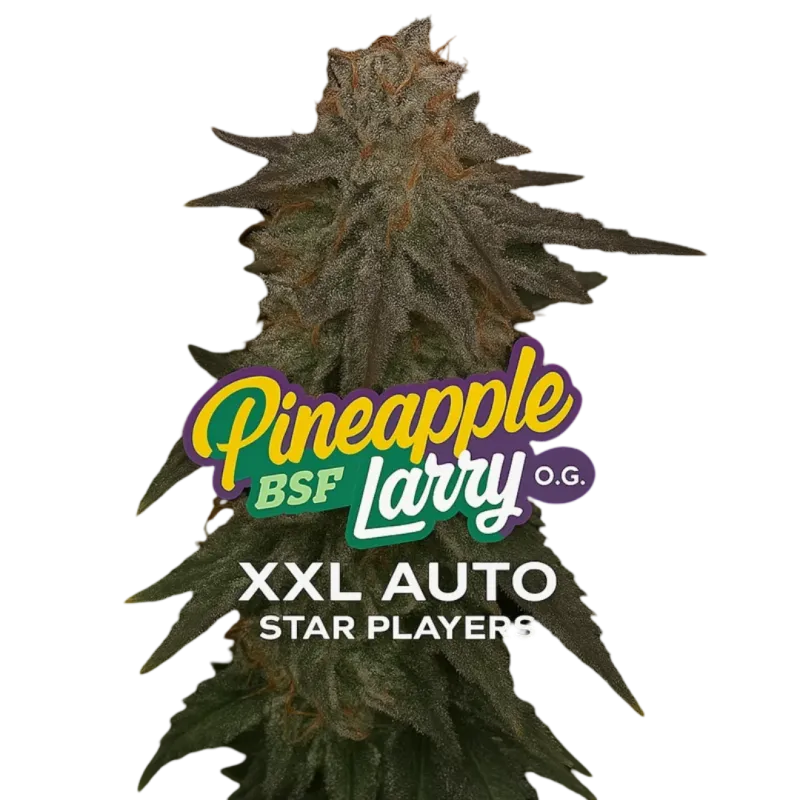 Pineapple Larry OG XXL Auto