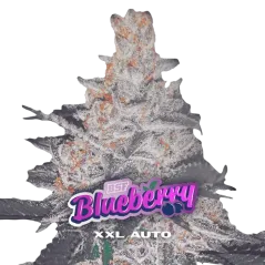 Cogollo Central de Blueberry XXL Auto de BSF Seeds.